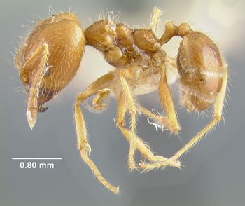 Media type: image;   Entomology 23260 Aspect: habitus lateral view